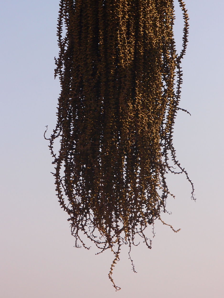 2018-01-22 14 Uhr - Kopan Monastary (Foto) 